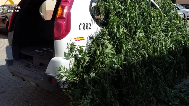 Tres detenidos en Caspe por cultivar 144 plantas de marihuana