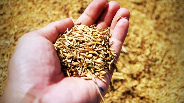 El salvado está formado por las capas más externas del grano.