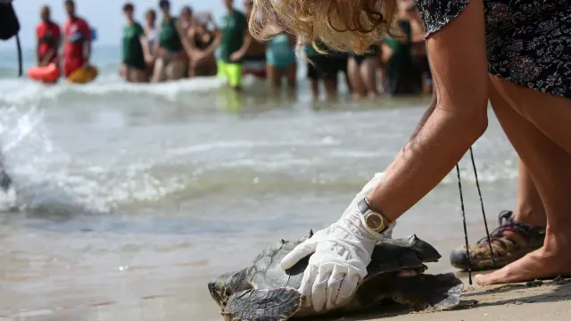 Una bióloga devuelve al mar a una de las tortugas marinas halladas en la playa Llarga de Tarragona.