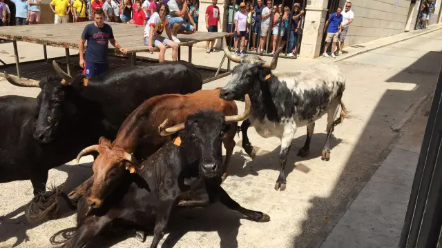 Las vacas protagonizaron la jornada festiva del miércoles.