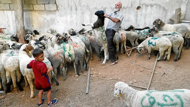 Corderos marcados y preparados para su venta en Jordania para celebrar la Fiesta del Sacrificio.