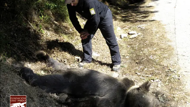 Muere un oso pardo a causa de un disparo en Asturias.