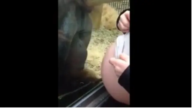 Un gorila acaricia la tripa de una embarazada