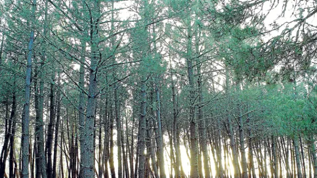 Un bosque de coníferas situado en la provincia.