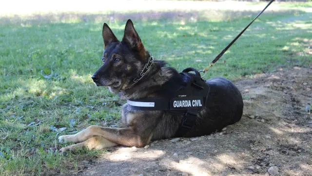 Basko, el perro especialista en la búsqueda de desaparecidos que encontró al vecino de Cosuenda.
