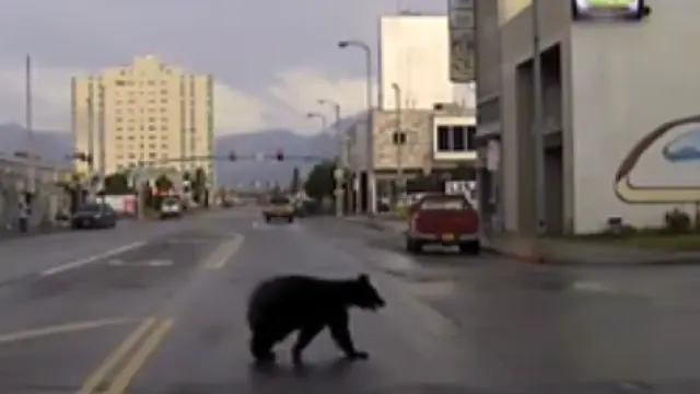 Un oso, 'de paseo' por el centro de una ciudad en Alaska.