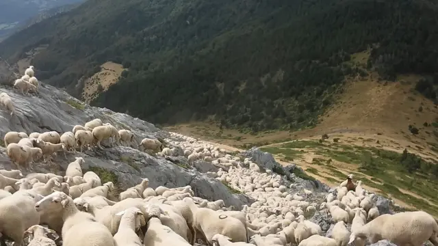 Imagen de archivo de un rebaño de ovejas en el Pirineo aragonés.