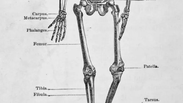 El hueso más duro del cuerpo humano es el fémur, ubicado encima de la rodilla (en el muslo)