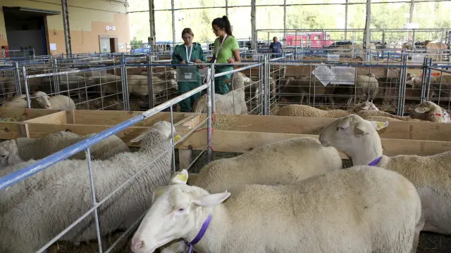 Ejemplares de ovejas de raza Rasa Aragonesa, predominante en el sector ovino.