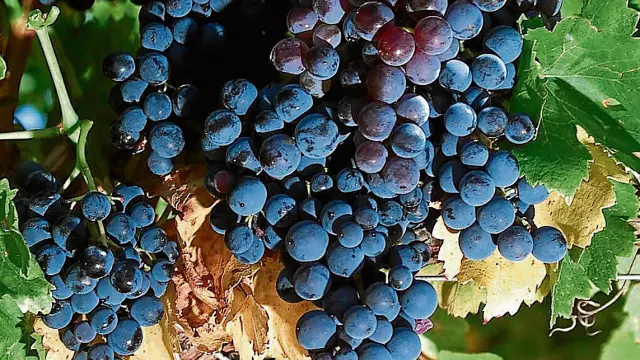 Racimos de uva tinta en unos viñedos de la Denominación de Origen Cariñena.