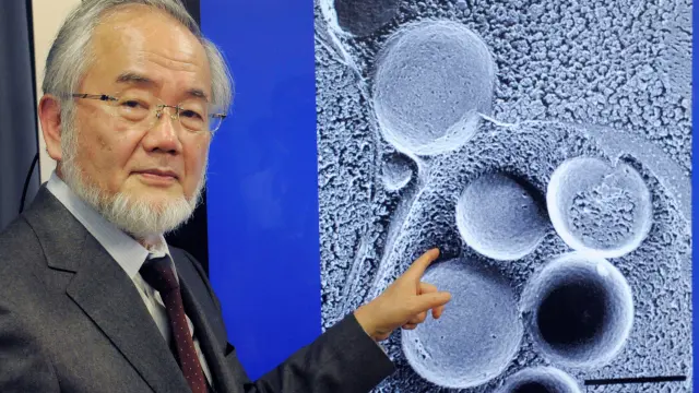 Ohsumi, el biólogo que halló en la levadura pistas contra el Alzheimer, premo Nobel de Medicina.