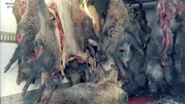 Intervenidas 11 toneladas de carne de caza sin inspeccionar y destinada a la venta