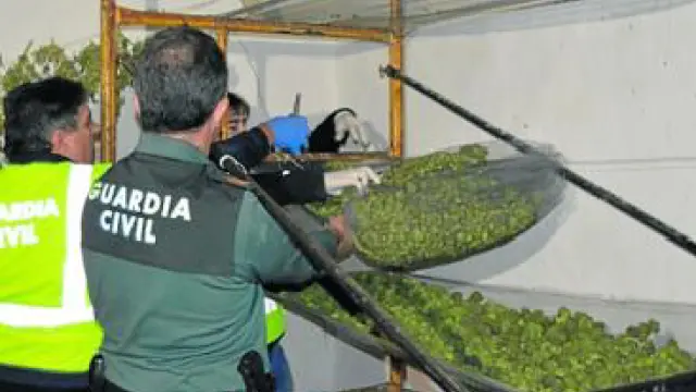 La Guardia Civil halló cogollos de marihuana en una de las masías.