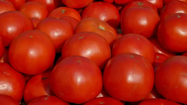 Para cultivar tomates fuera de temporada se requiere un entorno controlado de temperatura y humedad como el de un invernadero.