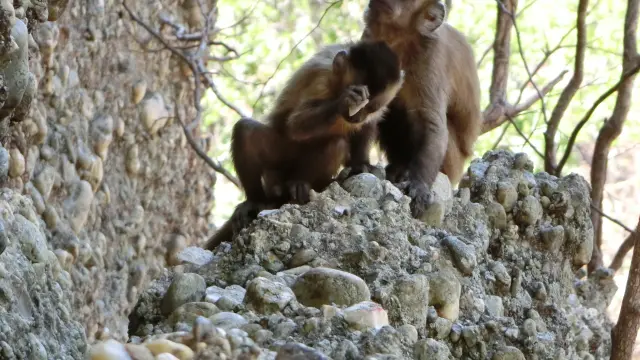 Monos capuchinos del Parque Nacional de la Sierra de Capivara en Brasil.