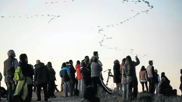 Decenas de personas disfrutarán de la llegada y salida de miles de grullas que se dan cita en la Laguna de Gallocanta