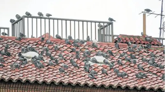 Numerosas palomas concentradas en el tejado del Palacio de Justicia.