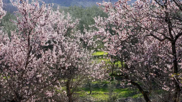 La flor del almendro ofrece paisajes muy característicos.