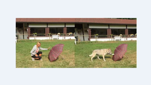 La investigadora Claudia Fugazza y su perro en una demostración simple del experimento.