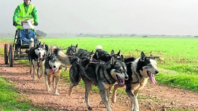 Un grupo de perros tiran de su equipo, durante la celebración de una competición.