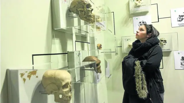 Una visitante contempla en el Museo de Ciencias Naturales las réplicas de cráneos que explican el origen del hombre actual.