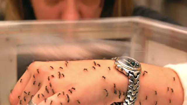 Una mano cubierta de mosquitos. ¿Logrará salir sin picotazos?