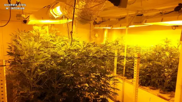 Localizan un cultivo de marihuana en el interior de una vivienda en Alforque