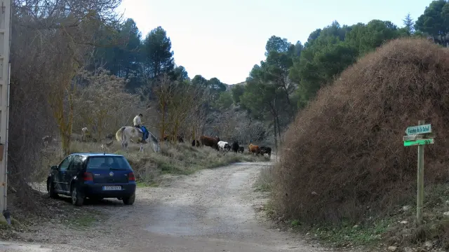 Las reses bravas, con un vigilante a caballo, pastan cerca de las últimas casas del barrio de Jorgito.