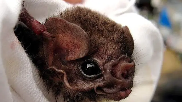 El Diphylla, el murciélago-vampiro brasileño que prefiere la sangre humana.
