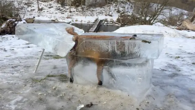 El zorro que murió congelado al caer al Danubio.