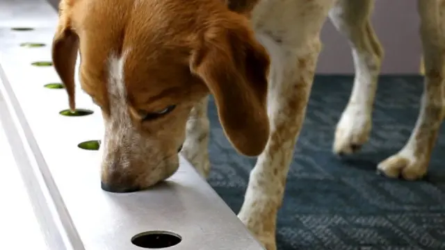 Un perro beagle de CanceDogs, que ayuda a detectar de forma temprana el cáncer.
