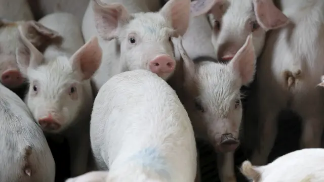 Imagen de archivo de una granja de cerdos aragonesa.