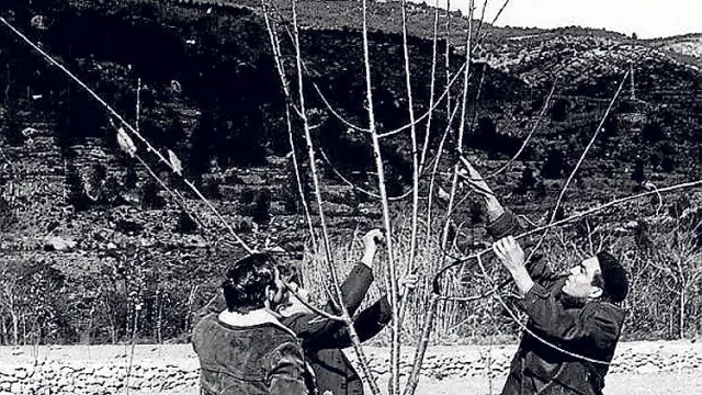 Imagen de archivo de una poda de cerezos en Olba en el año 1969.