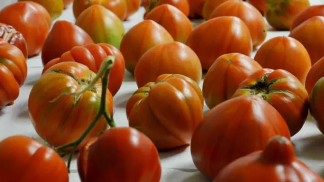 Ejemplares de tomates, en el Instituto de Biología Molecular y Celular de Plantas
