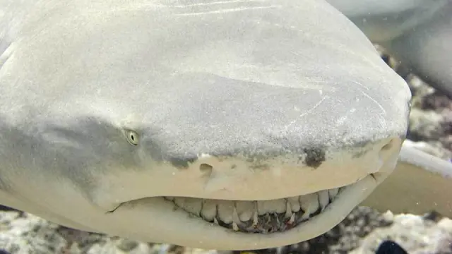 Un ejemplar de tiburón limón, uno de los más agresivos que viven en los océanos.