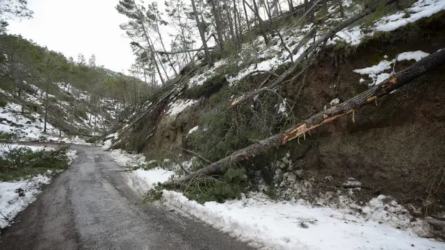 Pinos derribados sobre una ladera en el término municipal de Olba durante las últimas nevadas.