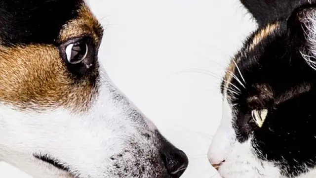 Perros contra gatos: mitos sobre estas mascotas