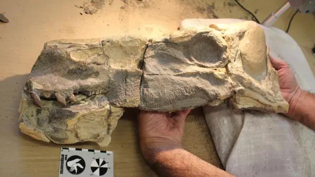 Restos del nuevo dinosaurio hallado por el equipo de la Universidad de Zaragoza