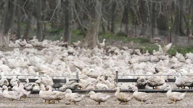 Patos en una de las granjas afectadas en Gerona.