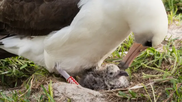 Wisdom, el albatros de Laysan más longevo del mundo