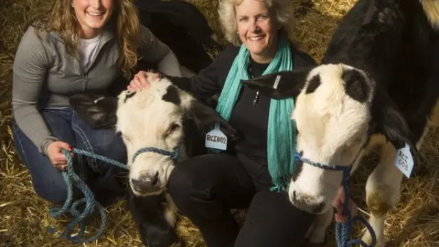 Spotigy y Buri, una nueva generación de vacas lecheras sin cuernos