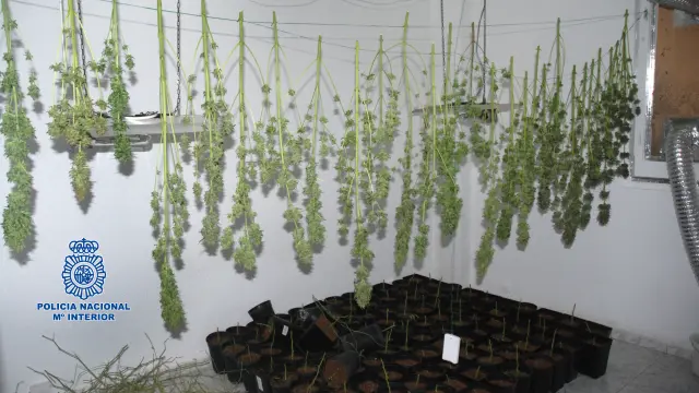 Plantas de marihuana encontradas en el domicilio e incautadas por la Policía Nacional.