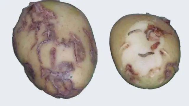 Una patata afectada por la polilla guatemalteca.