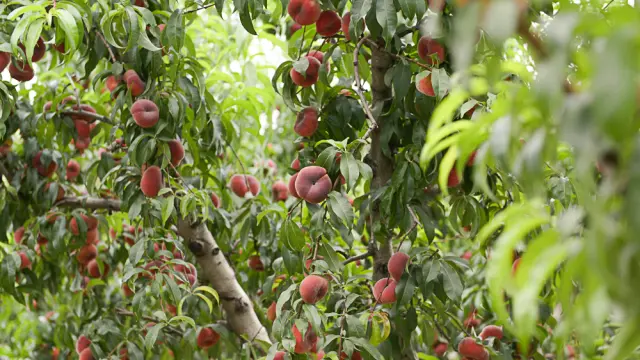 En Finca Valleluz se han logrado frutas libres de residuos químicos