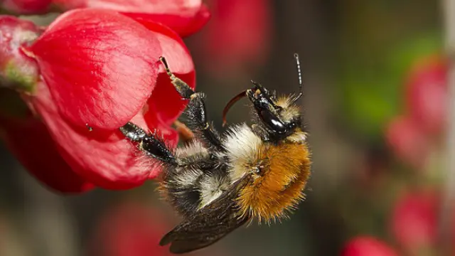 Una de las especie de abejorros, unos polinizadores muy importantes