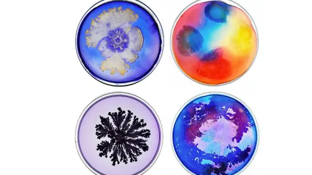 Microuniversos en placas de Petri
