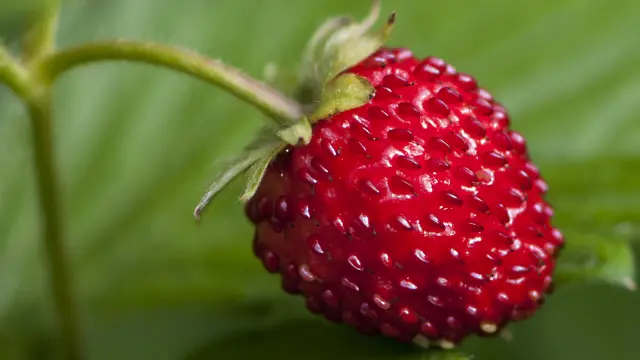 La fresa, una fruta rica en vitamina C y antioxidantes naturales.