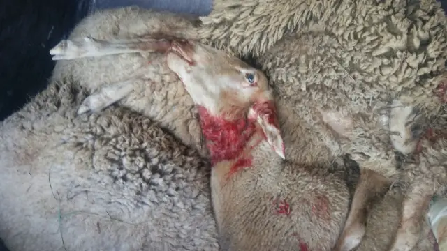 Montón de ovejas víctimas del ataque en el que murieron 15 animales de un rebaño en Leciñena.