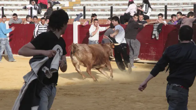 Vacas con motivo de la festividad del Sermón de la Tortilla, en Teruel