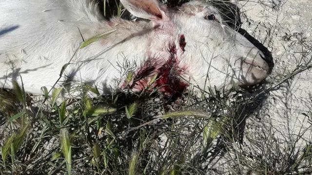 Una de las ovejas fallecidas en el ataque registrado a un rebaño en Monegrillo